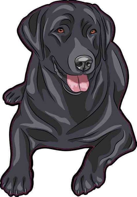 Cartoon Black Lab Puppy ~ Black Labrador Illustrations Royalty Free