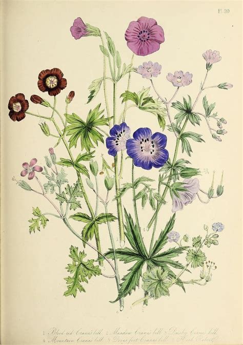 N154w1150 Wildflower Drawing Vintage Botanical Prints Flowers