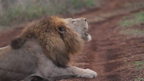 Three Male Lions Roaring In One Pride Youtube