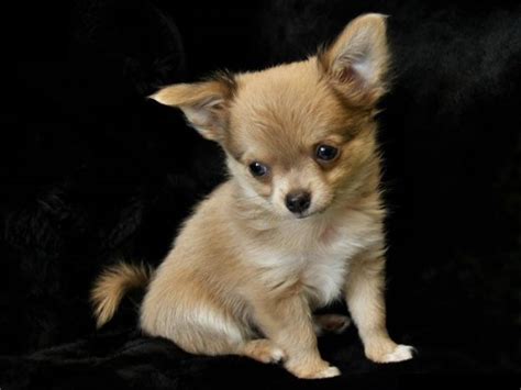 Most Beautiful Small Dogs Trawel India Mails