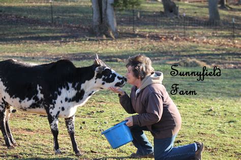 Sunnyfield Farm Zebu Zebu Miniature Cattle Zebu Cattle