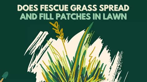 Does Fescue Grass Spread How To Fill Patches In Fescue Lawn
