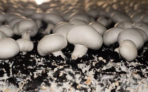 Button Mushrooms Vs Shiitake Mushrooms