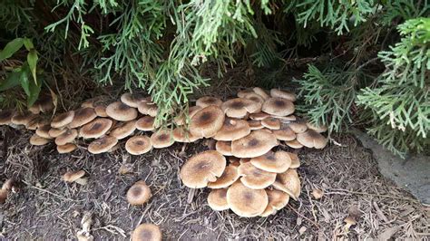 Can I Eat These Mushrooms Growing In My Backyard We Already Ate Once