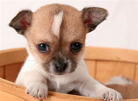 23 Small Dog Breeds That Dont Shed L2sanpiero