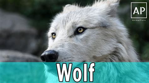 Wolf Species Gray Wolf Facts Northwestern Wolf Habitat Documentary