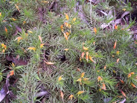 Bring contrast and flavour to your garden with this vibrant culinary herb. Climbers and Ground Covers Archives | Page 2 of 4 | Mallee ...