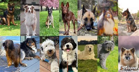 21 Types Of Shepherd Dog Breeds Which One Is Right For You