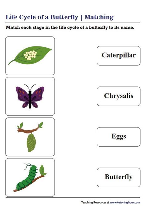 Life Cycle Of A Butterfly Matching Science Worksheets Alphabet