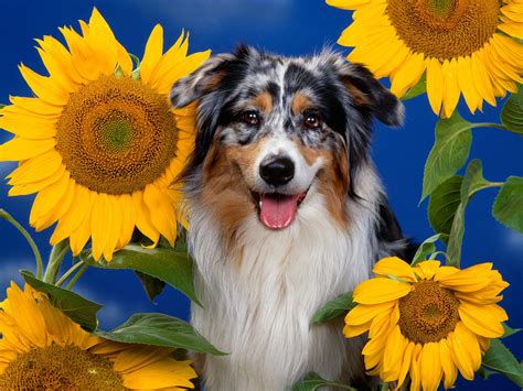 The goals and purposes of this breed standard include: The dog in world: Australian Shepherd dogs