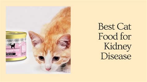 Check spelling or type a new query. BestBest Cat Food for Kidney Disease - YouTube
