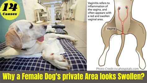 Why Is My Female Dogs Private Area Swollen 14 Causes Serve Dogs