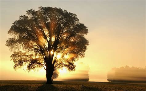 Crack Of Dawn Dawn Rays Nature Morning Trees Lights Landscape