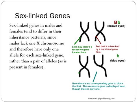 Ppt Blueprint Of Life Topic 12 Sex Linked Genes Powerpoint Free
