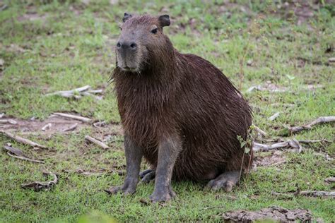 Worlds Largest Rodent The Capybara Invades Florida