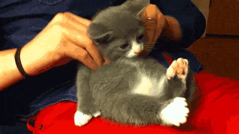 Cat Massage Pics And S