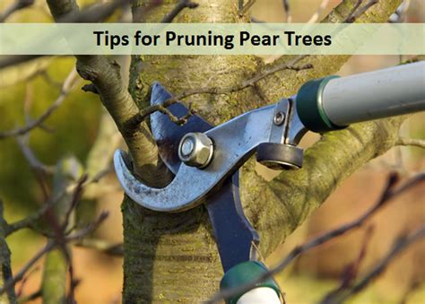 Tips For Pruning Pear Trees My Plant Warehouse Indoor Plants Warehouse