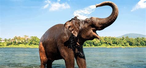 Kerala Wildlife Sanctuaries And Nature Attractions In Southern India