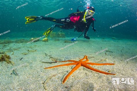 Seven Armed Sea Star Luidia Ciliaris Diver In The Background Stock