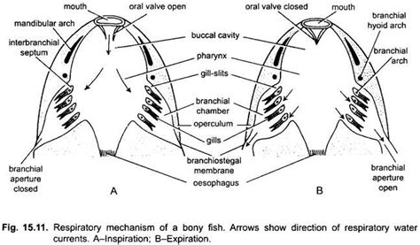 Respiratory System Of Rohu Fish With Diagram Chordata Zoology