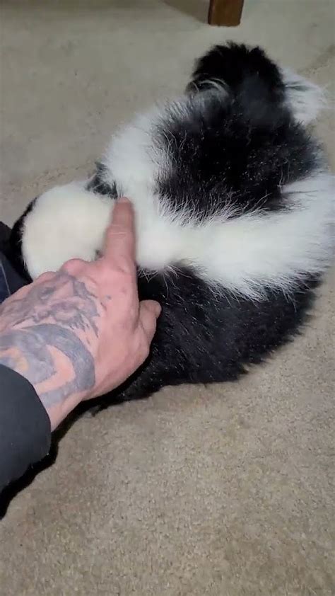 does momma SKUNK make NOISES? my orphan skunk - YouTube