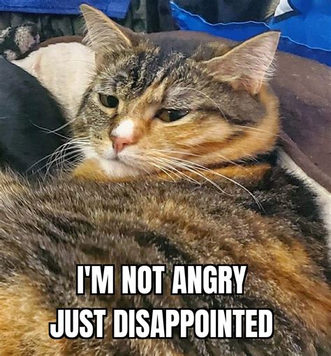 Disappointed Cat Meme
