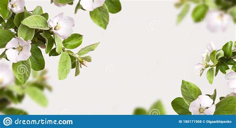 Creative Floral Nature Spring Layout Frame From Beautiful Blooming