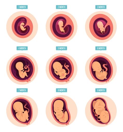 Las Etapas Del Embarazo Infografia Unidos Por La Vida Images