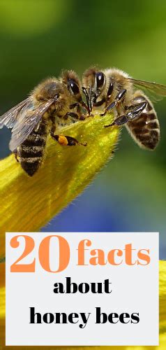20 Amazing Facts About Honey Bees Honey Bee Facts Bee Facts Bee Keeping