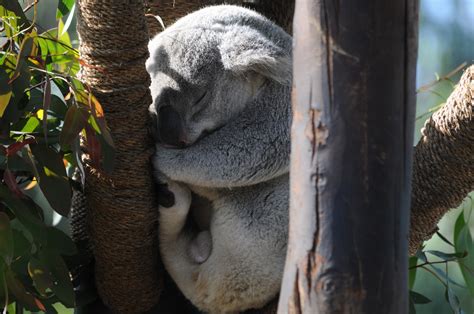 Edit Free Photo Of Koalabearanimalwild Animalcute