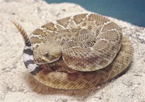 Die giftigste schlange der welt ist der in australien beheimatete inlandtaipan. Die giftigsten Schlangen der Welt: Diamantklapperschlange ...