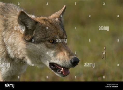 Gray Wolf Canis Lupus Denali National Park Alaska Stock Photo Alamy
