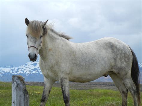 Icelandic Horse Photo