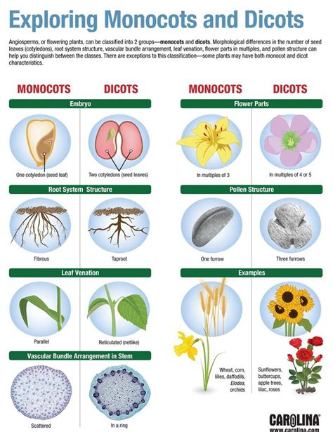 Dicots Plants Examples Plants Bc