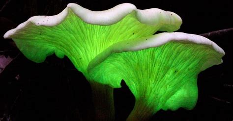 13 Beautiful Examples Of Bioluminescence In Nature