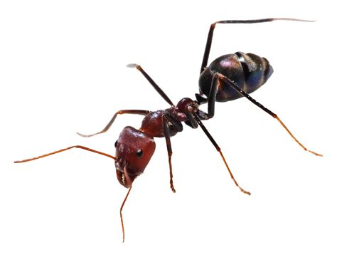 Ant Png Transparent Image Download Size 1401x1061px