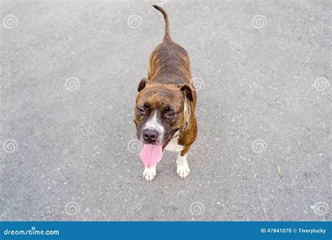 Pitbull Dog Stock Photo Image Of Portrait Male Tongue 47841070