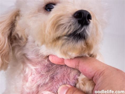 Can A Skin Infection On A Dog Cause Hives