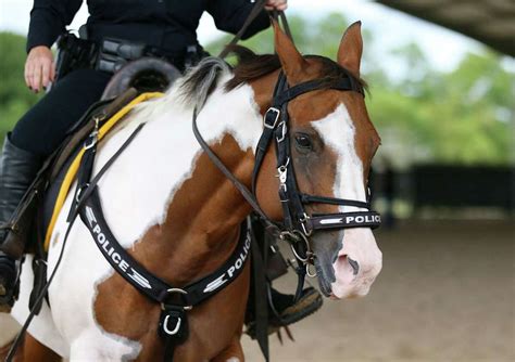 New Acres Homes Horse Named Matilda Joins Houston Polices Mounted Patrol