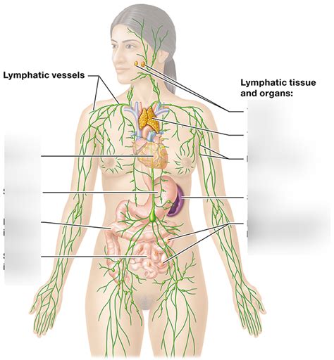 Lymphatic System Diagram Quizlet