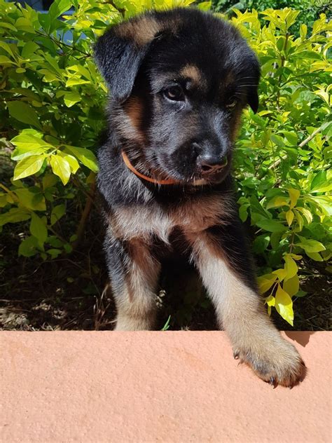 Last Chance Male German Shepherd Puppy For Sale In Port Antonio