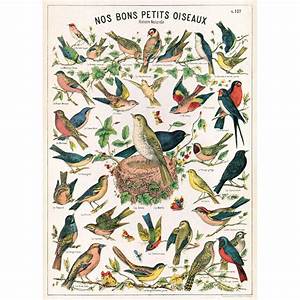 Bird Chart Poster Wrap The Paper Place
