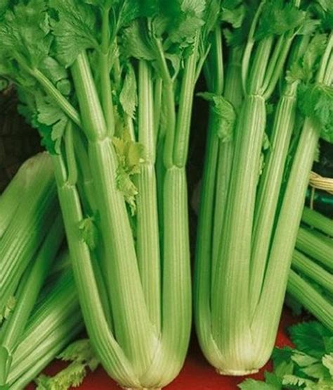 Tall Utah 52 Heirloom Celery Seeds Non Gmo Edible Garden Veggie Garden