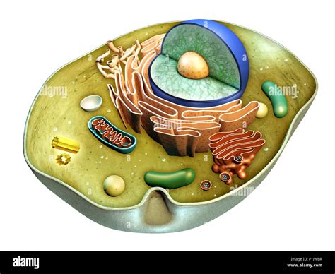 Nucleo Cellula Animale Immagini E Fotos Stock Alamy