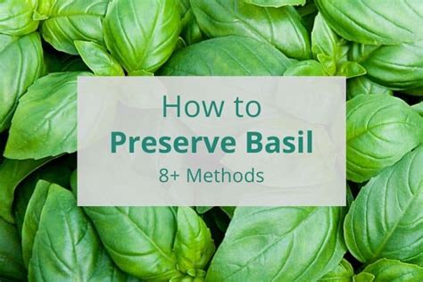 How To Preserve Basil 8 Methods To Try This Summer