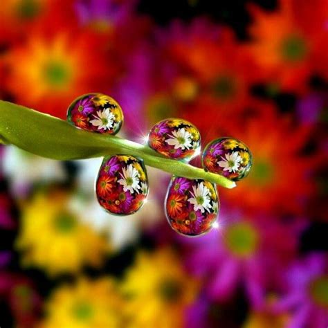 Flowers Dew Drops Macro Photography Macro Photography Tips Photography