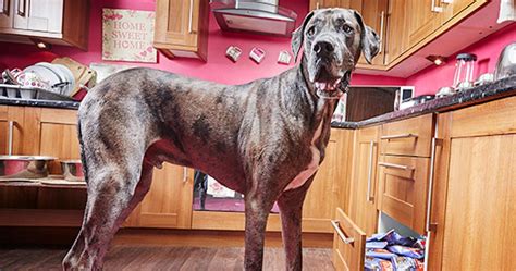 Worlds Tallest Dog Dies Freddy Was 8 Years Old