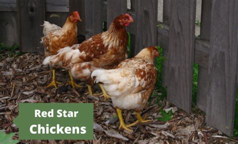 Red Star Chickens Eggs Height Size And Raising Tips Sterling