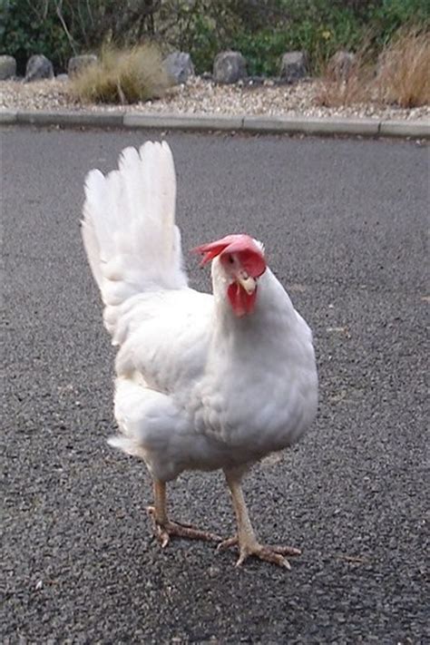Hybrid For Sale Chickens Breed Information Omlet