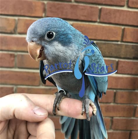 Quaker Parrot Monk Parakeet For Sale